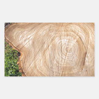 Fresh cut tree stump rectangular sticker