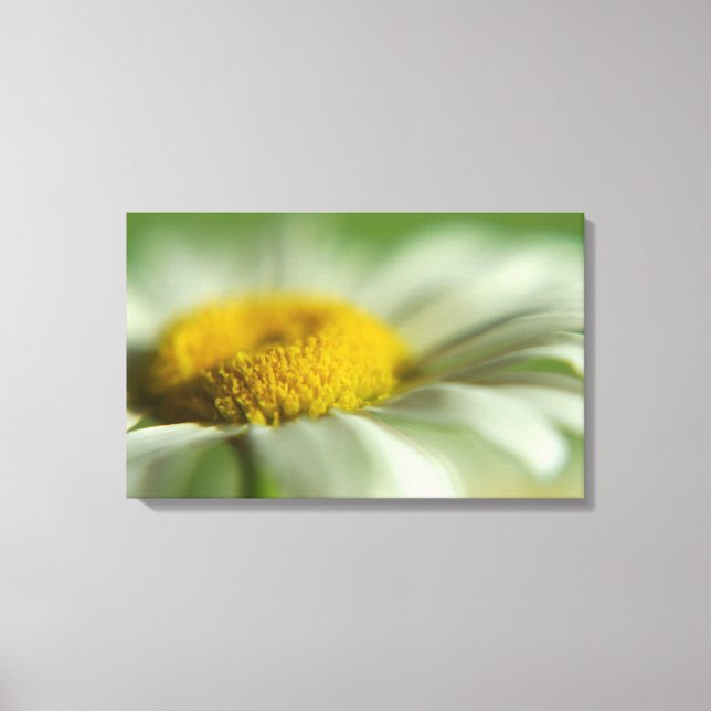 Fresh Daisy Canvas Print (Front)