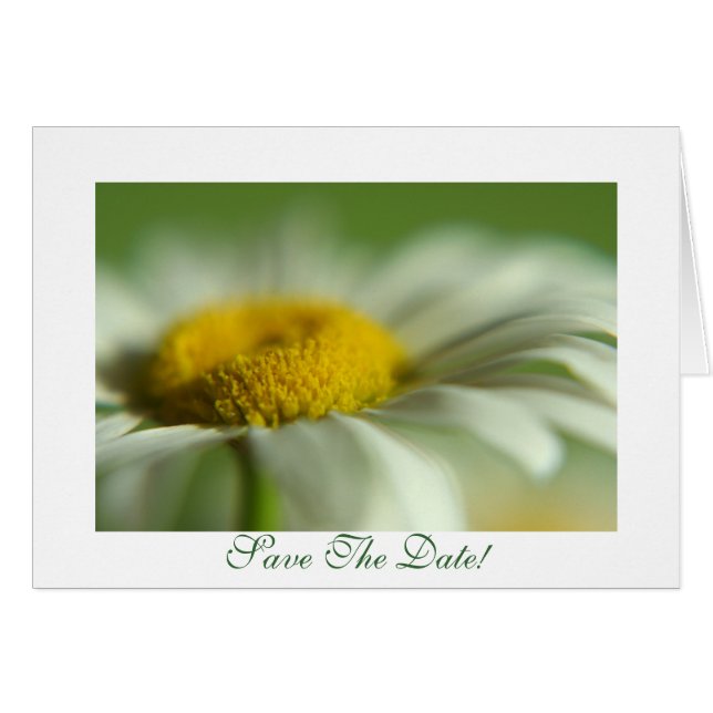 Fresh Daisy Cards (Front Horizontal)