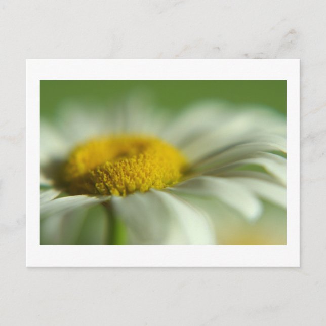 Fresh Daisy Postcard (Front)