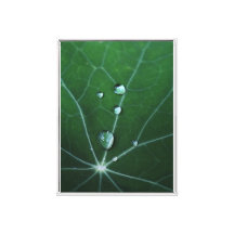 Fresh Dew Drops