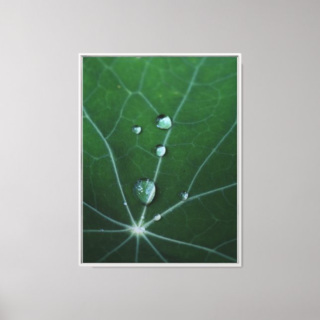 Fresh Dew Drops Canvas Print (Front)