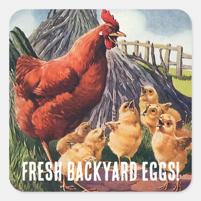Fresh Eggs! Chicken with Baby Chicks on Farm Square Sticker (Front)