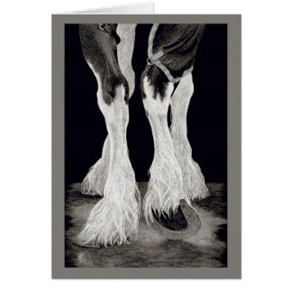 "Fresh Feathers" - Shire Draft Horse Cards