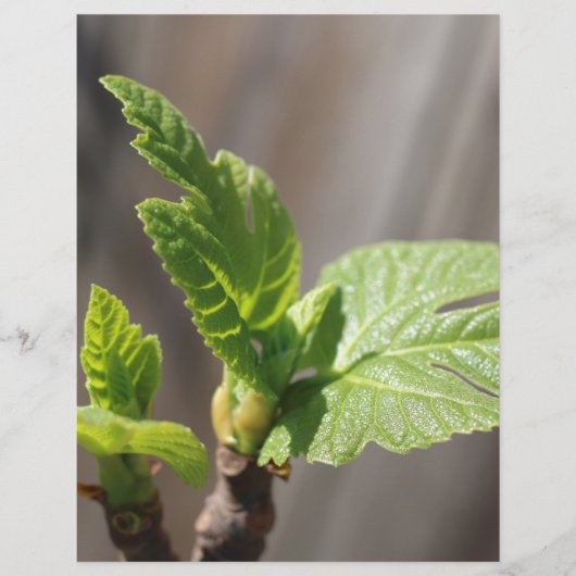 Fresh Fig Leaf (Front)