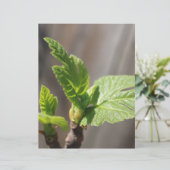 Fresh Fig Leaf (Standing Front)