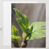 Fresh Fig Leaf (Front/Back)