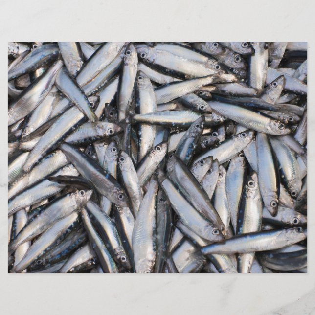 Fresh fish catch - food ingredients. flyer (Front)