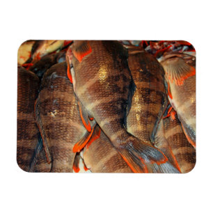 Fresh fish magnet