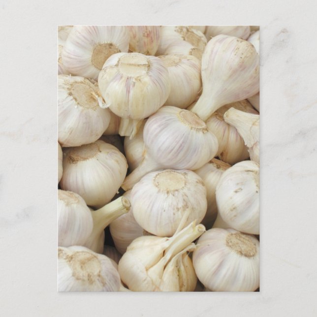 Fresh Garlic Bulbs Postcard (Front)