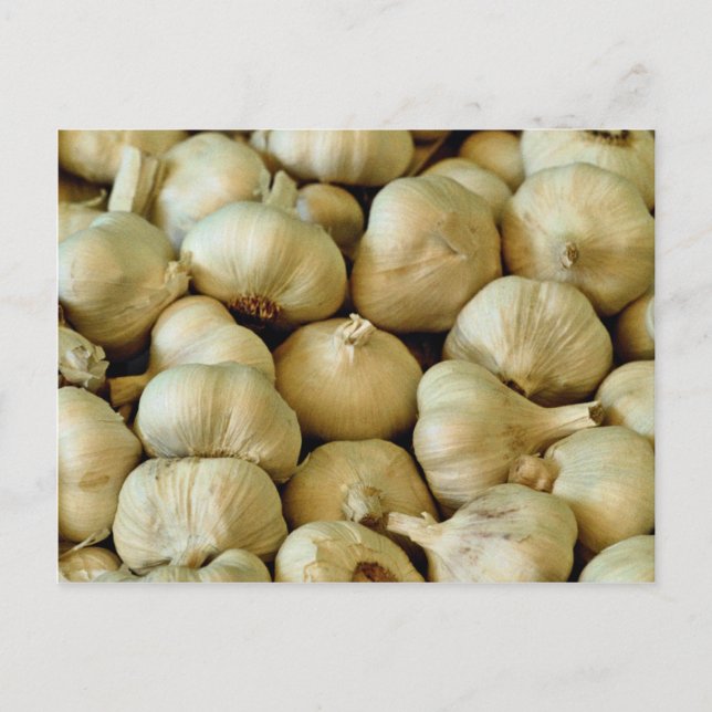 Fresh garlic Photo Postcard (Front)