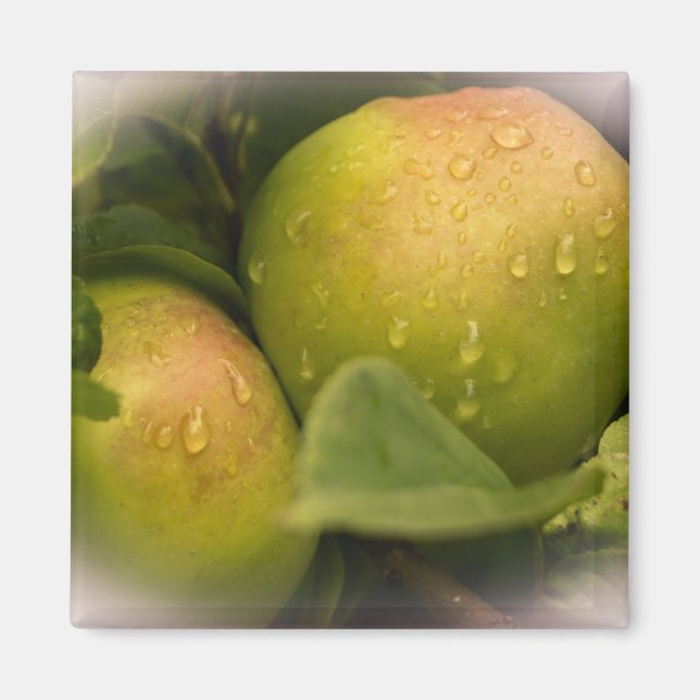 Fresh Green Apples with a Misty Border Magnet (Front)