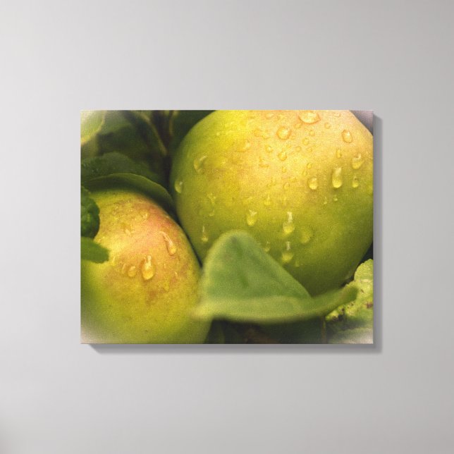 Fresh Green Apples with Water Droplets Canvas Print (Front)