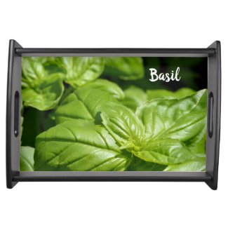 Fresh Green Basil on Black Wood