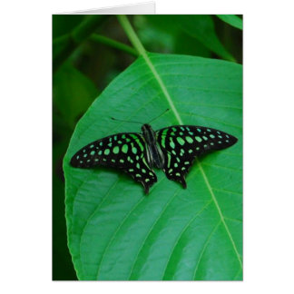 Fresh & Green Cards