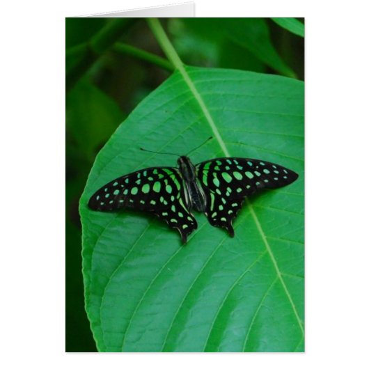 Fresh & Green Cards (Front)