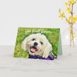 Fresh Green Dog and Encouragement Get Well Card