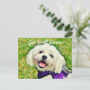 Fresh Green Dog and Encouragement Get Well Postcard