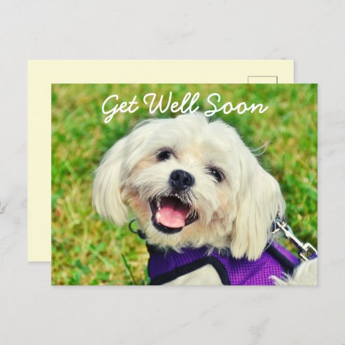 Fresh Green Dog and Encouragement Get Well  Postcard