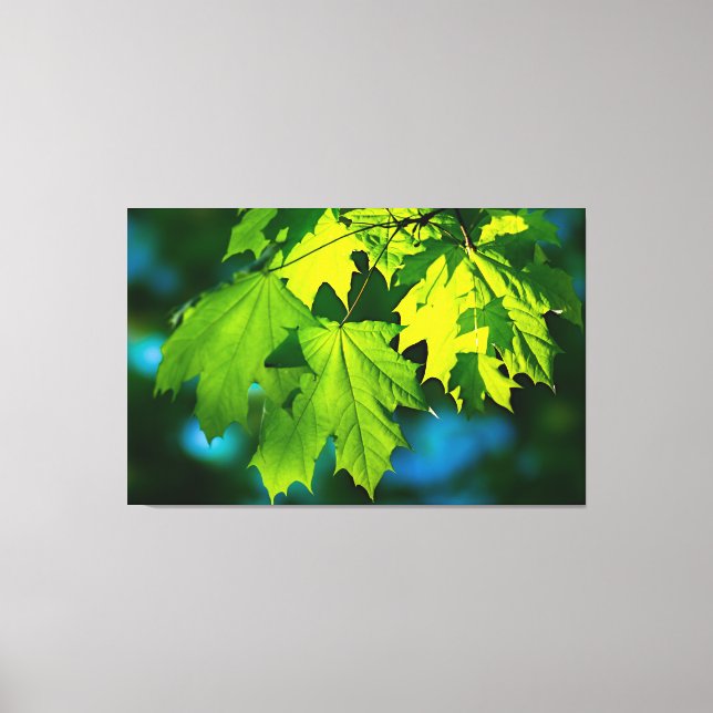 Fresh green maple leaves canvas print (Front)