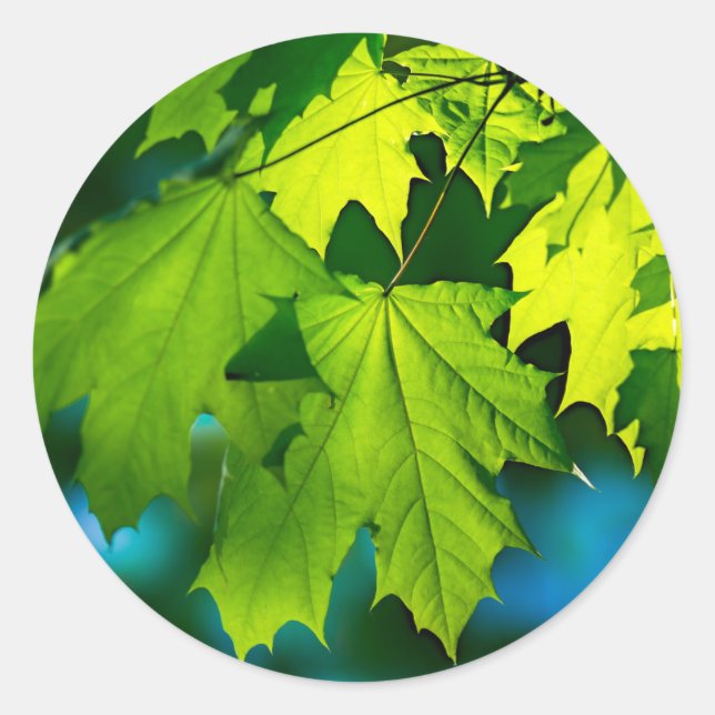 Fresh green maple leaves classic round sticker (Front)
