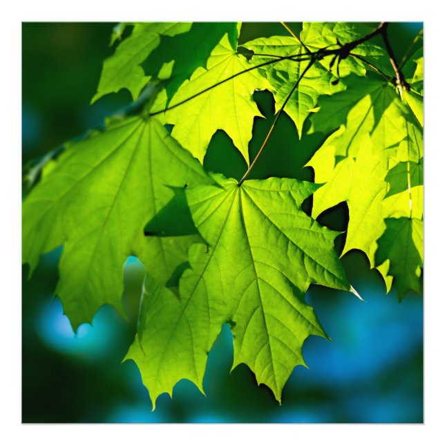 Fresh green maple leaves photo print (Front)