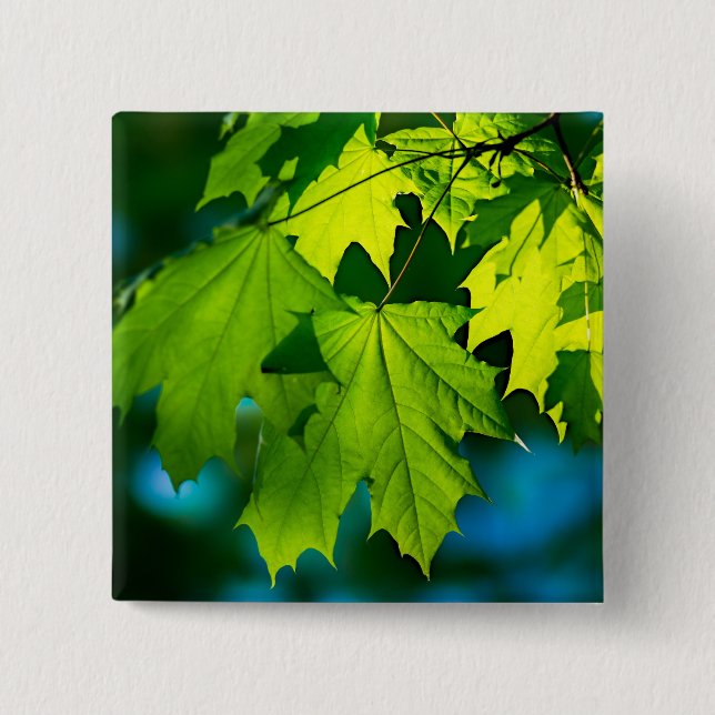 Fresh green maple leaves pinback button (Front)