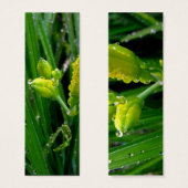 fresh green spring lily buds with rain drops. (Front & Back)
