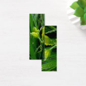 fresh green spring lily buds with rain drops. (Desk)