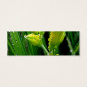 fresh green spring lily buds with rain drops. (Back)