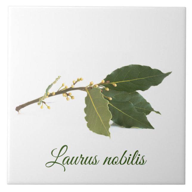 Fresh laurel leaves ceramic tile (Front)