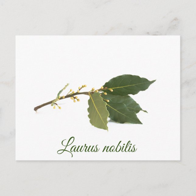 Fresh laurel leaves postcard (Front)