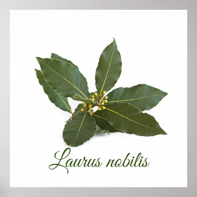 Fresh laurel leaves poster (Front)