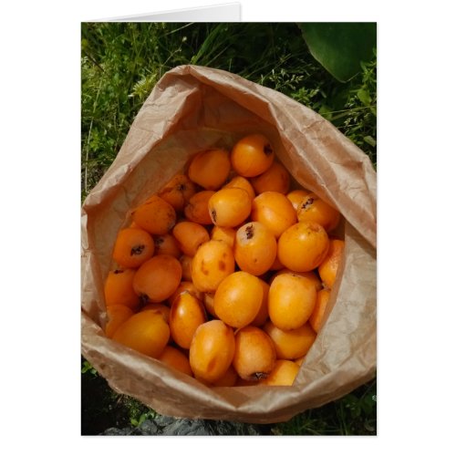 Fresh loquats