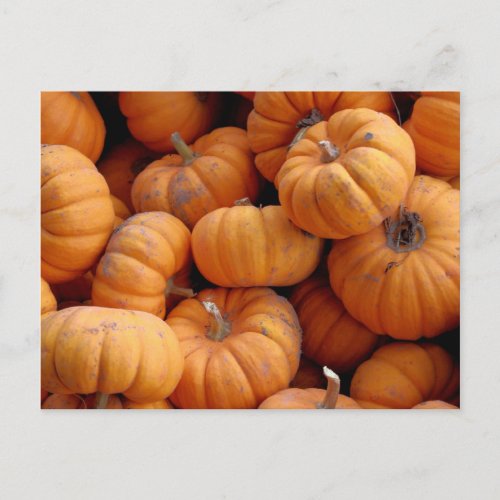 Fresh Miniature Pumpkins Postcard