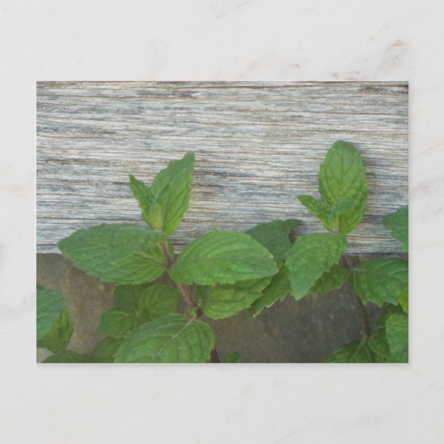 fresh mint sprigs postcard (Front)
