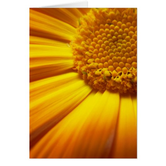 Fresh Orange Card (Front)