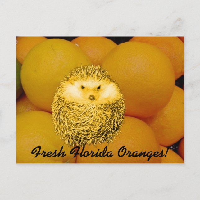 Fresh Orange Hedgehog Postcard (Front)
