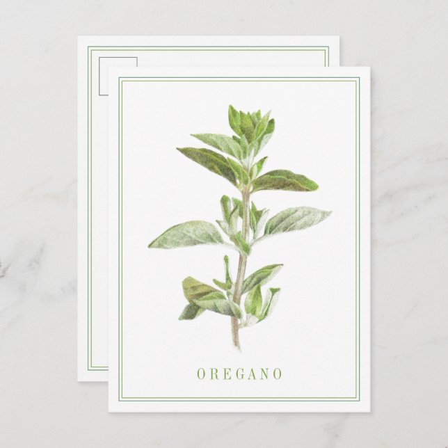 FRESH OREGANO Postcard (Front/Back)