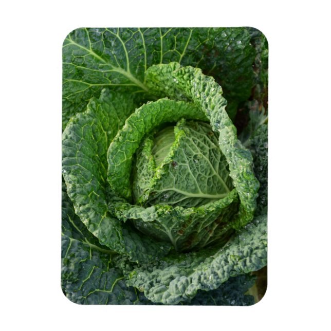 Fresh Organic Cabbage Head Magnet (Vertical)