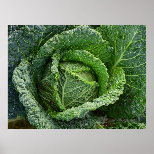 Fresh Organic Cabbage Head Poster (Front)