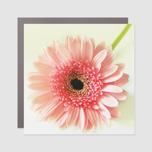 Fresh Pink Gerbera Daisy Photograph Car Magnet (Front)