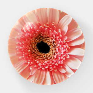 Fresh Pink Gerbera Daisy Photograph Paperweight