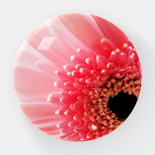 Fresh Pink Gerbera Daisy Photograph Paperweight