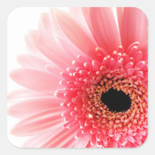 Fresh Pink Gerbera Daisy Photograph Square Sticker