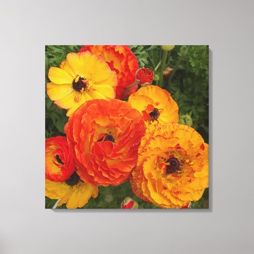 Fresh poppies photograph Stretched Canvas Print