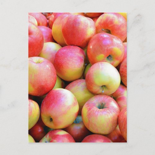 Fresh red and yellow apples postcard