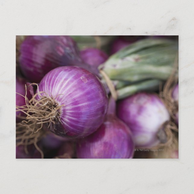 Fresh red onions at a New Jersey farmer's Postcard (Front)