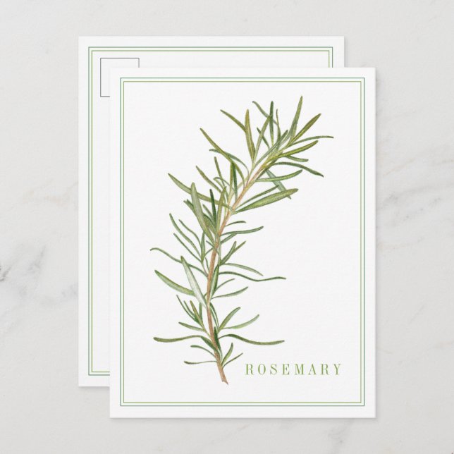 FRESH ROSEMARY Postcard (Front/Back)