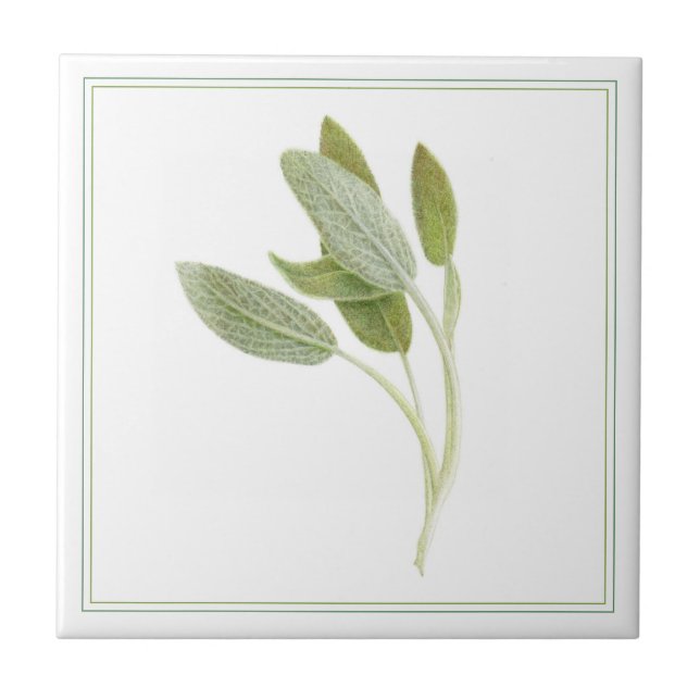 FRESH SAGE 4.25x4.25 Ceramic Tile (-text) (Front)